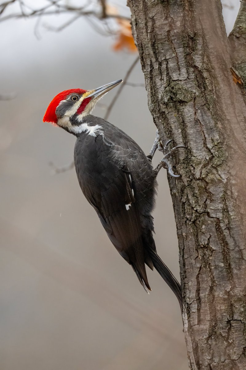 JocAPhotography's tweet image. A male Pileated Woodpecker inspecting the lower part of a tree for food. Carpenter ants (a favorite food of Pileated Woodpeckers) tend to be near the base of trees in the colder months.