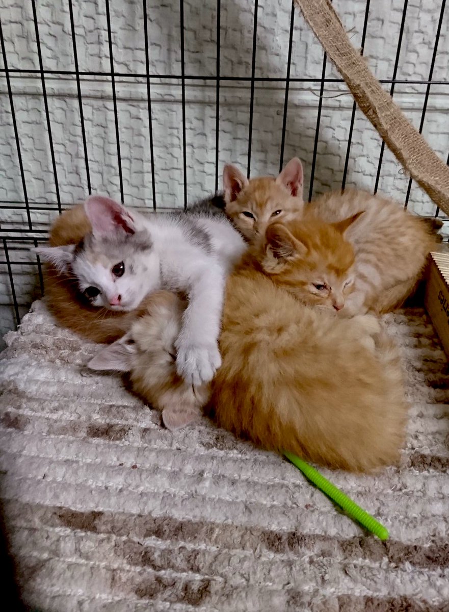 hiro⭐︎ひろろ tweet media