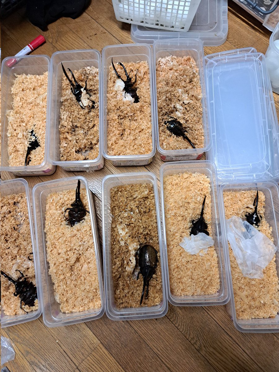 くりさん tweet media