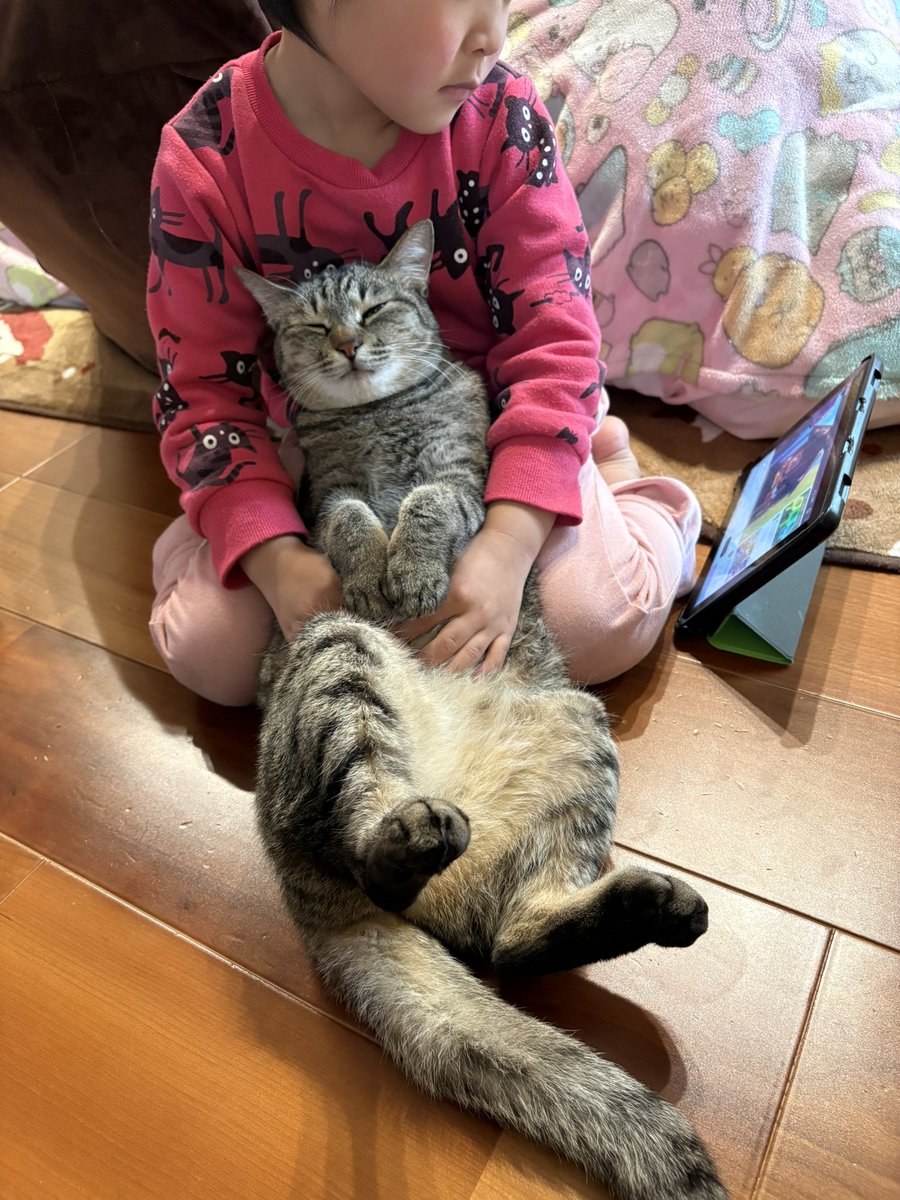 すずつむふう【我が家の可愛い猫’s】 tweet media