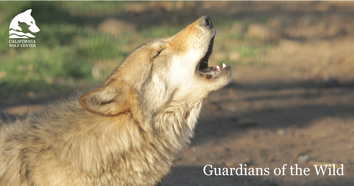 California Wolf Center tweet media