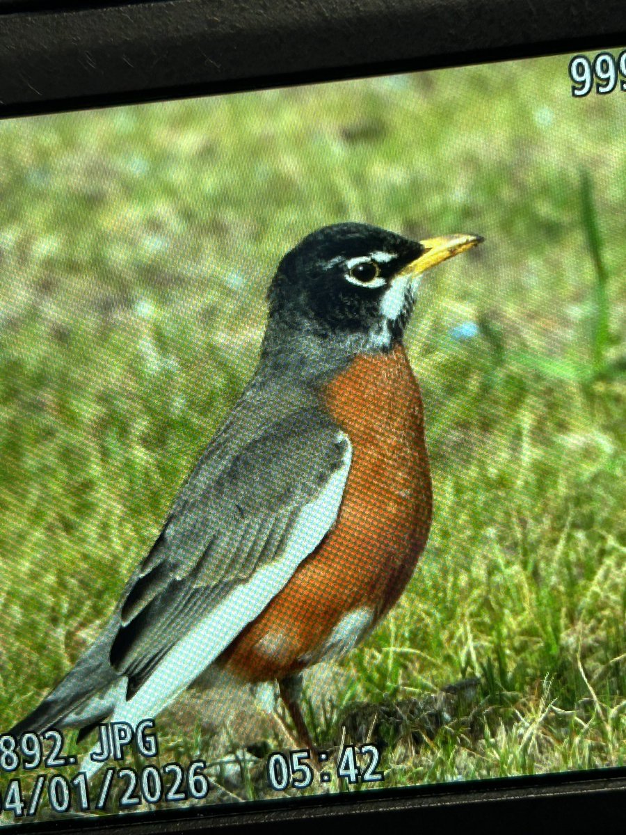 temmie 🌱🐞 tweet media