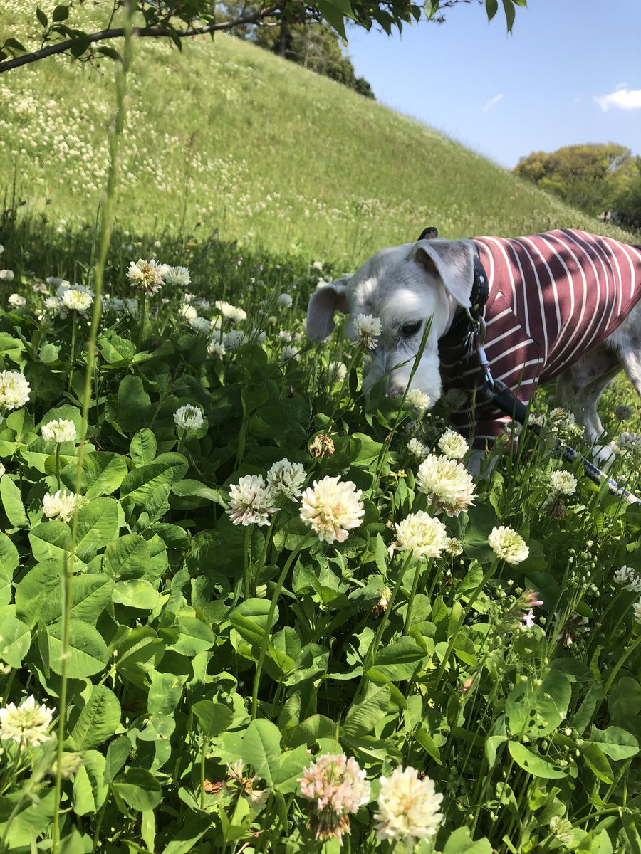 ジャスタ tweet media