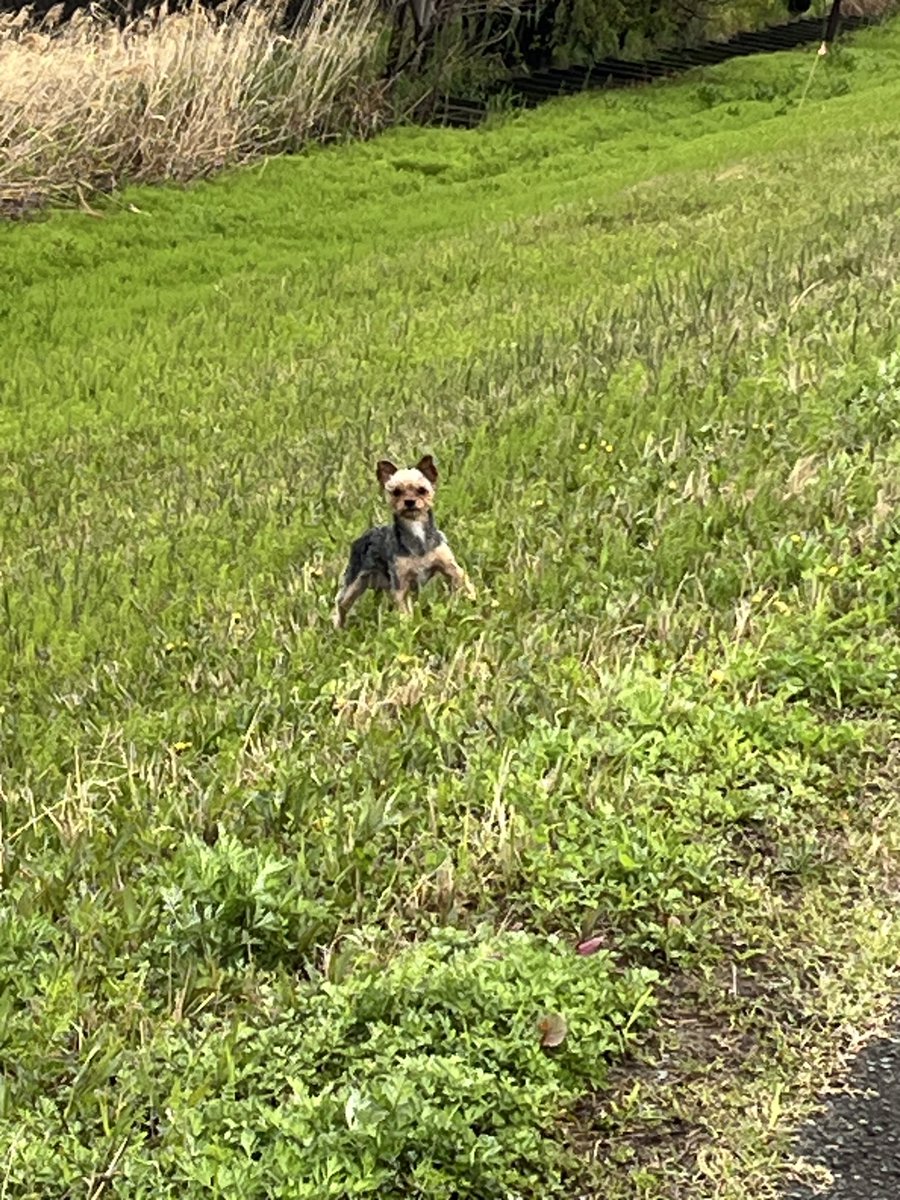 WHHfUDeZaSuDqJ7's tweet photo. 愛知県の小坂井高校のところの堤防道路に迷い犬か捨て犬が居ます。保護するにも保護できず。#迷い犬 #捨て犬　#愛知県　#小坂井高校 https://t.co/jyz6WyKXVM