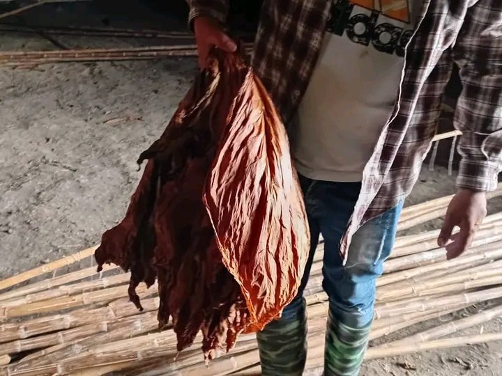 Grupo Empresarial Tabacuba tweet media