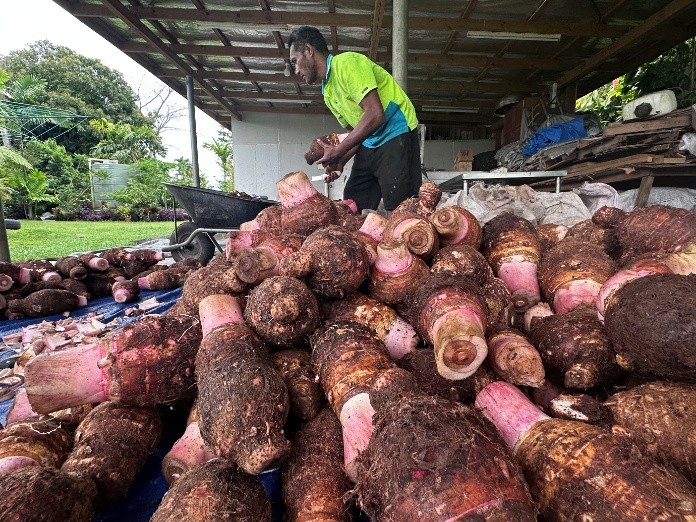 #PHAMAPlus Rebuilding Samoa’s Taro Sector &amp; Strengthening Export Readiness Performance Story highlights the recovery of taro production while protecting export market access and strengthening long-term sector resilience.

Read the full report here: phamaplus.com.au/wp-content/upl…

#Taro