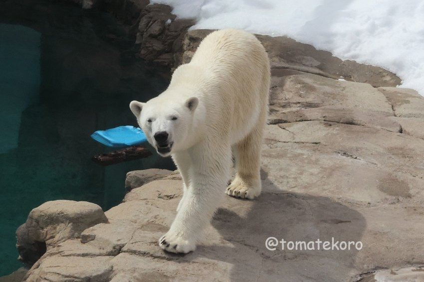 おひるね tweet media