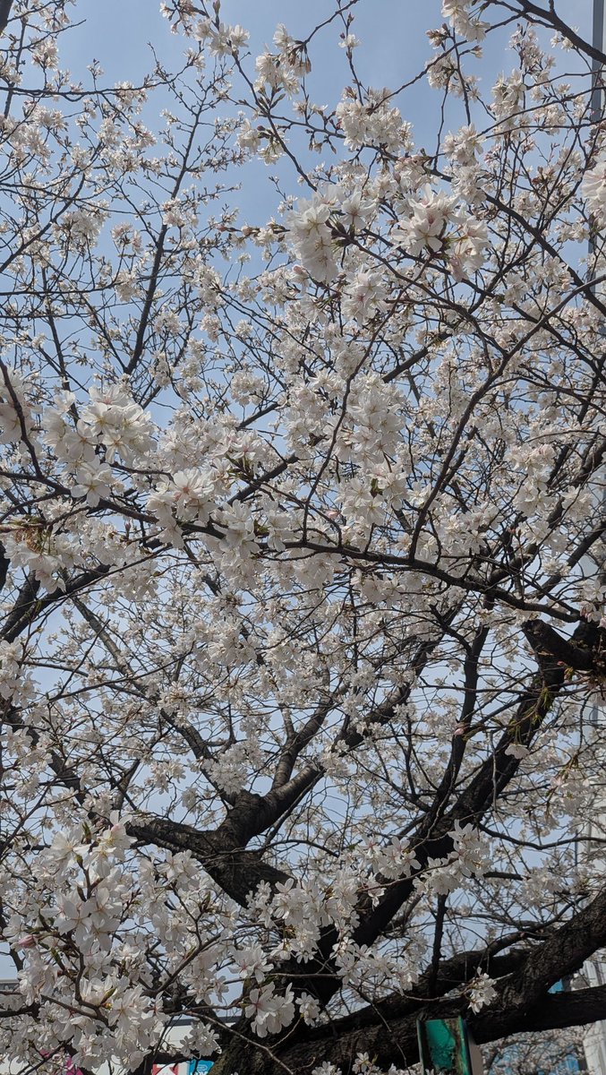 rietana's tweet photo. 縁雫の松江で、最高の新年度スタート https://t.co/7rWTPZ49yv