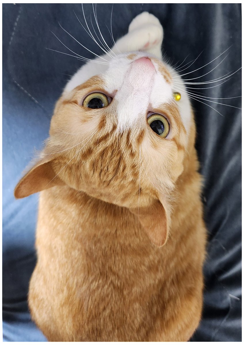 shoppy.w tweet media