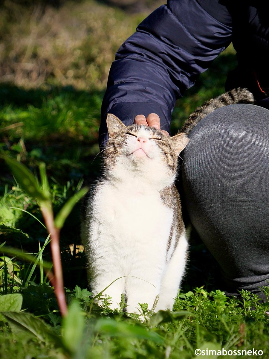 simabossneko 写真集「島にゃんこ」発売中 tweet media