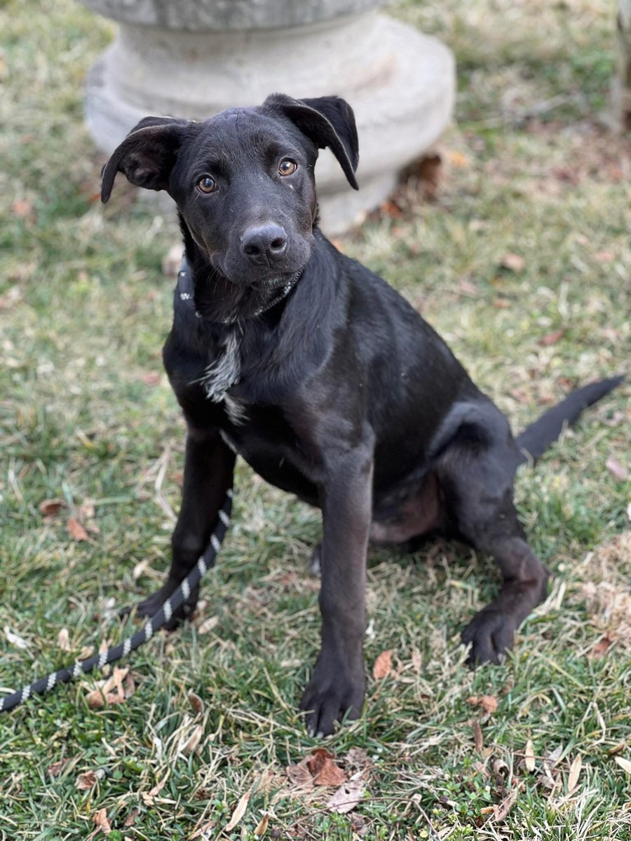 Rescue Dogs Rock, D.C. 🐾🐾🇺🇸 tweet media