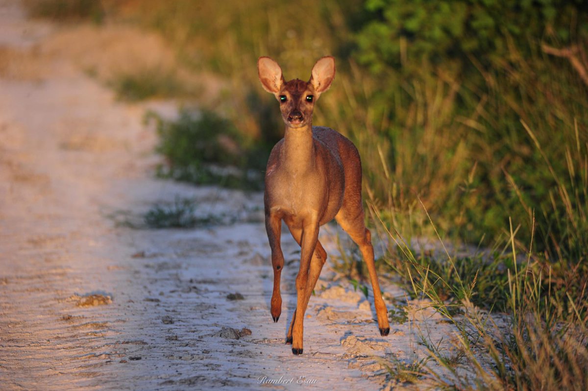 Luis Recalde tweet media
