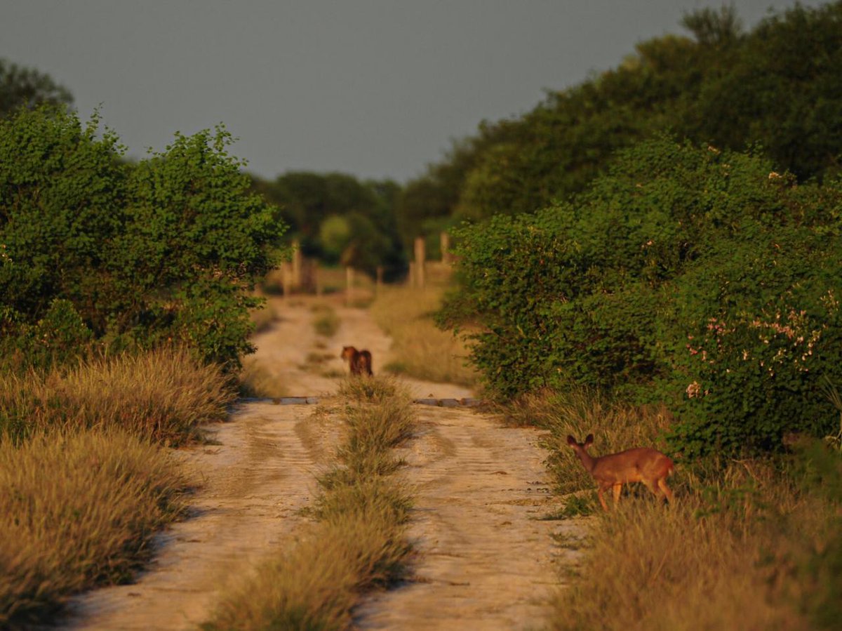 Luis Recalde tweet media