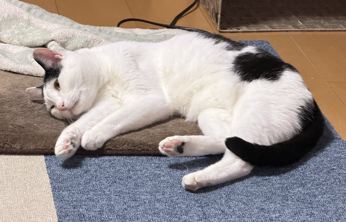 朝は玉子かけご飯@春が待ち遠しい😌 tweet media