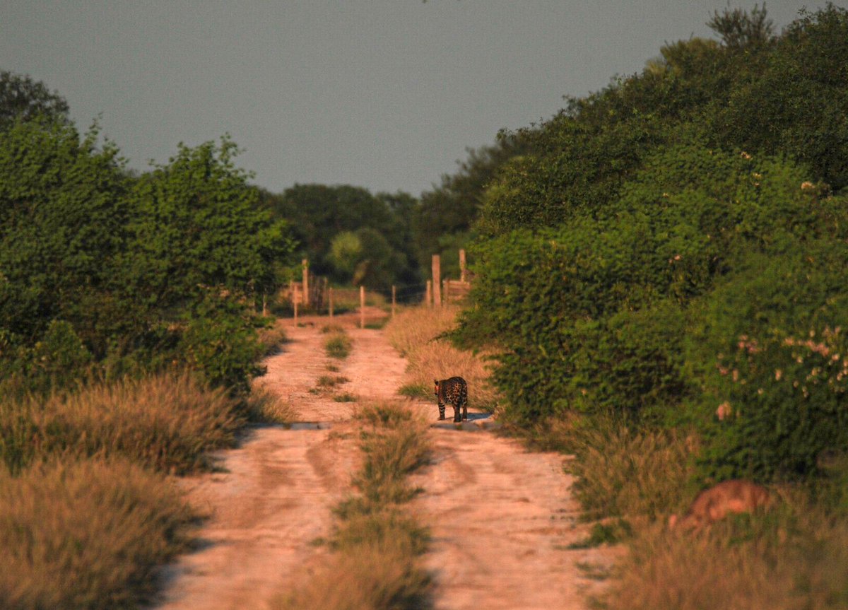 Luis Recalde tweet media