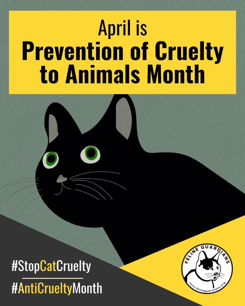 Feline Guardians tweet media