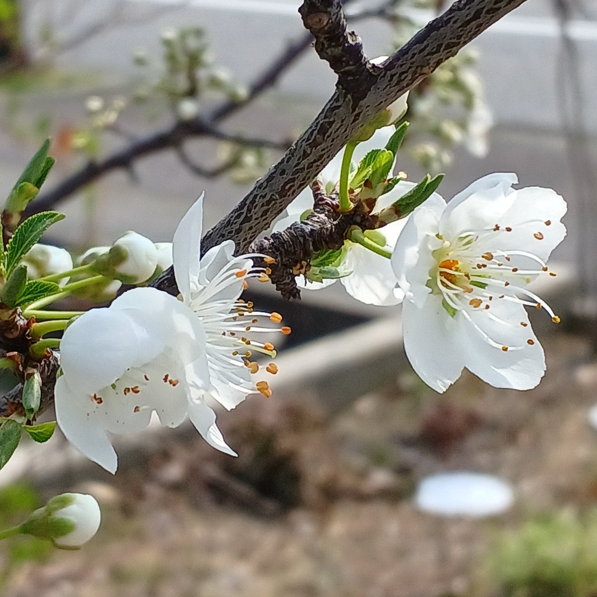 TAMOぞう tweet media