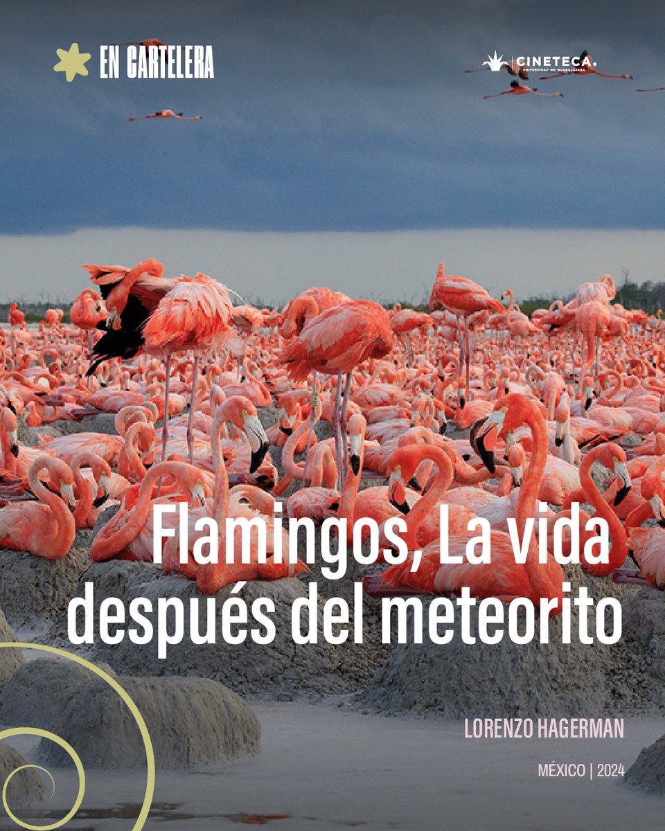 Cineteca FICG tweet media