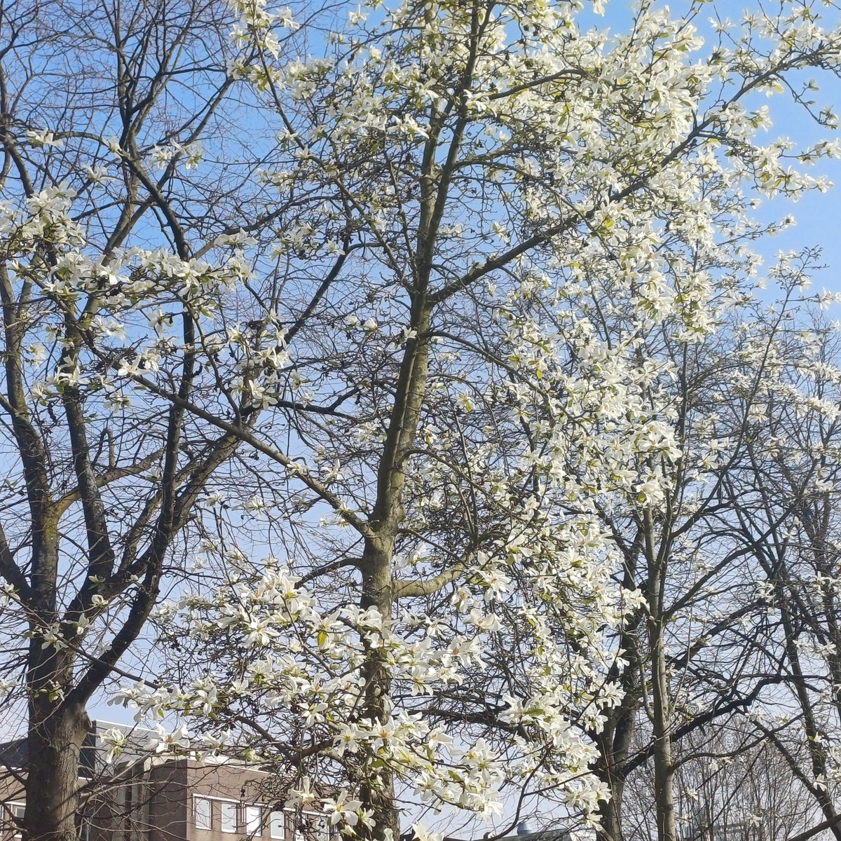 📌 Giuseppe fans NL ☽̶☾ #WithShizuku tweet media