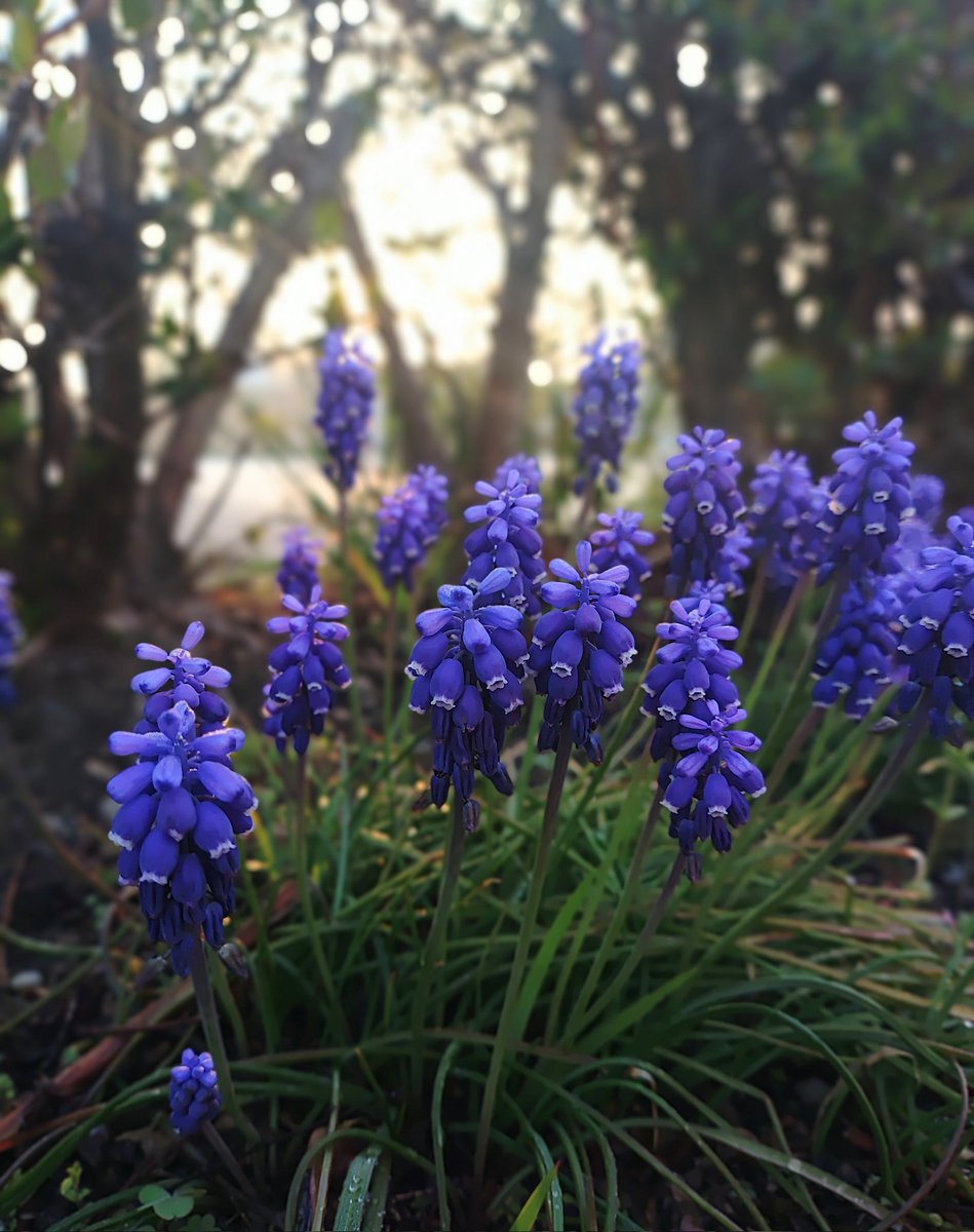 つる _( ˙꒳˙ )_ tweet media