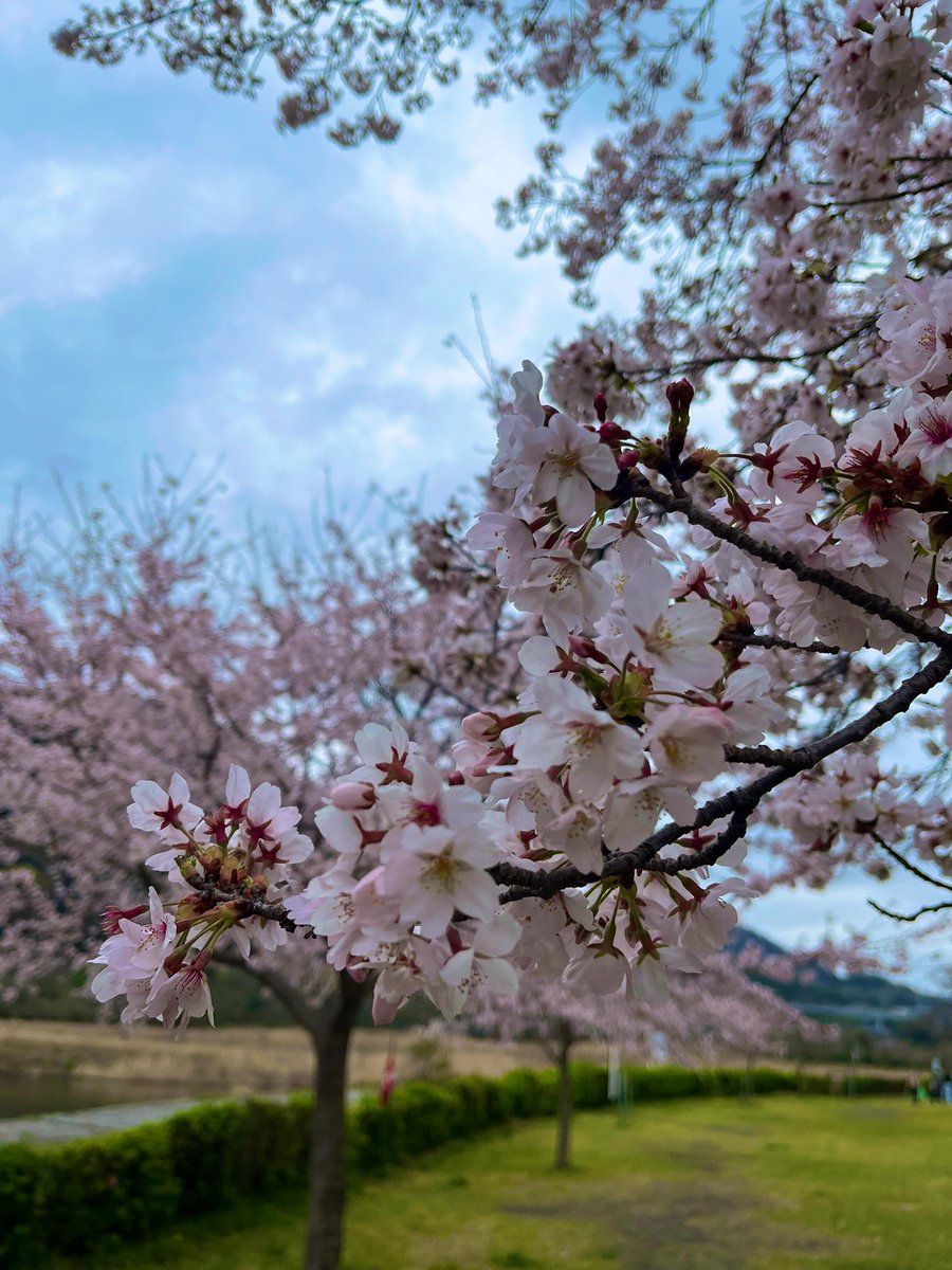 ANA💍アナ tweet media