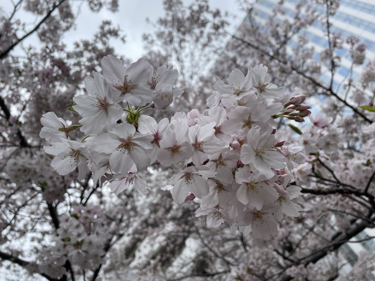 linkstrategy03's tweet photo. おはリンスト！4月2日木曜日
台東区の天気は小雨🌧️12℃
連日の雨で洗濯できない朝😱
今朝も桜は散らずに咲いてます🌸

今日は #AprilTrue ✨
昨日のエイプリルフールとは逆に、
本音や本当の気持ちを伝える日です☺️

普段は照れくさくて言えないけど…
・いつも助けてくれる人🤝
・陰で支えてくれる人🥴

今日は「ありがとう」を伝えてみませんか？
Xで交流をしてくれる皆さま
いつもありがとうございます🙇🏻‍♀️
木曜日もよろしくお願いします😊