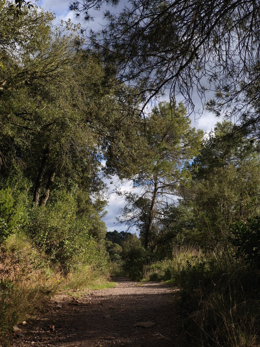 María Sender 🐺🇮🇪🔻💜 🌈 🍉 tweet media