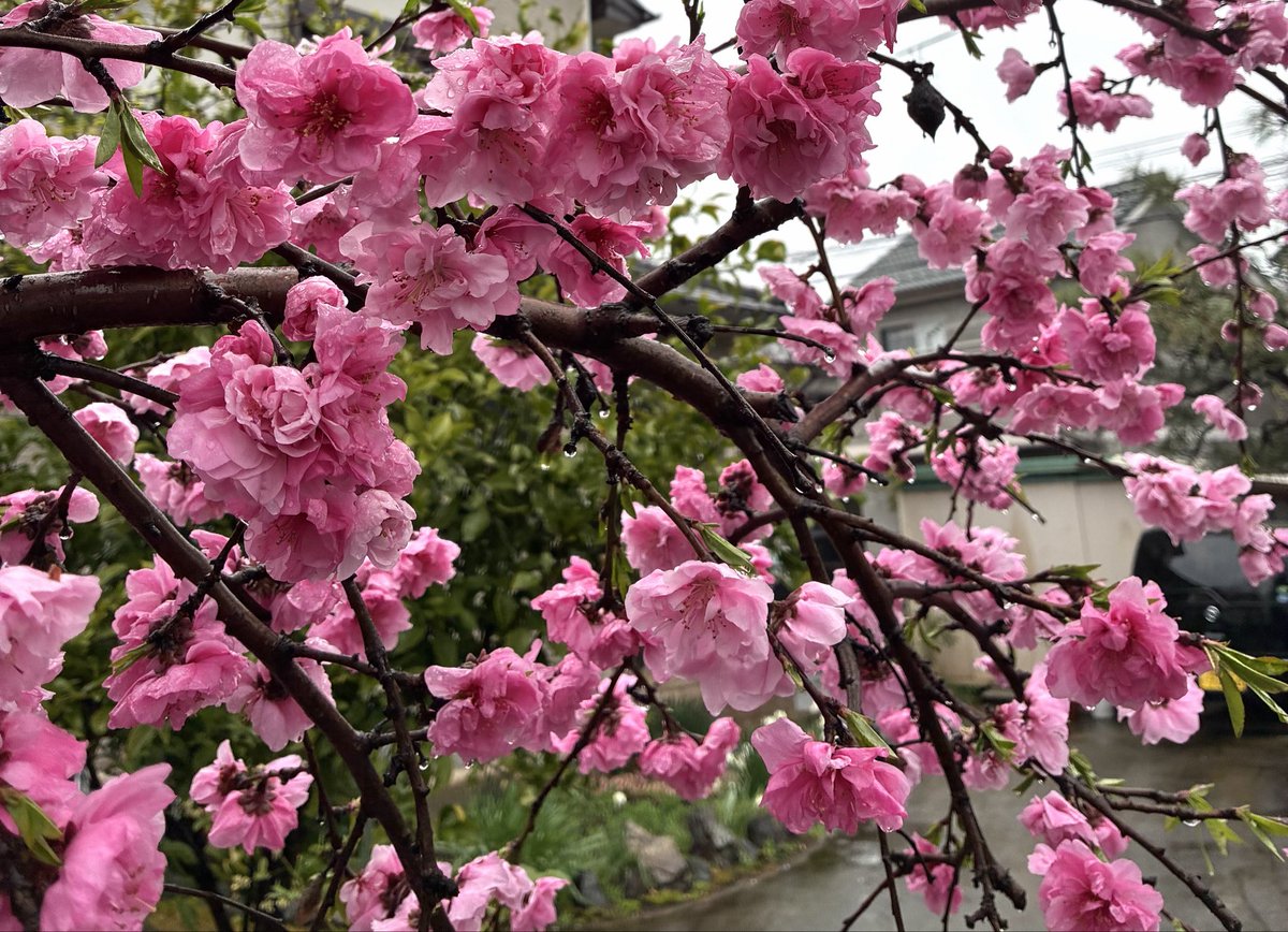 #イマソラ　🌸

所沢の空
おはようございます☂️
やっぱり雨の朝に
なりましたね…
早く止んでね。
笑顔はモフモフ木曜日で
いきましょうね*\(^o^)/*

ショップはこちら💁‍♀️
tuchi.thebase.in

#モフ曜日