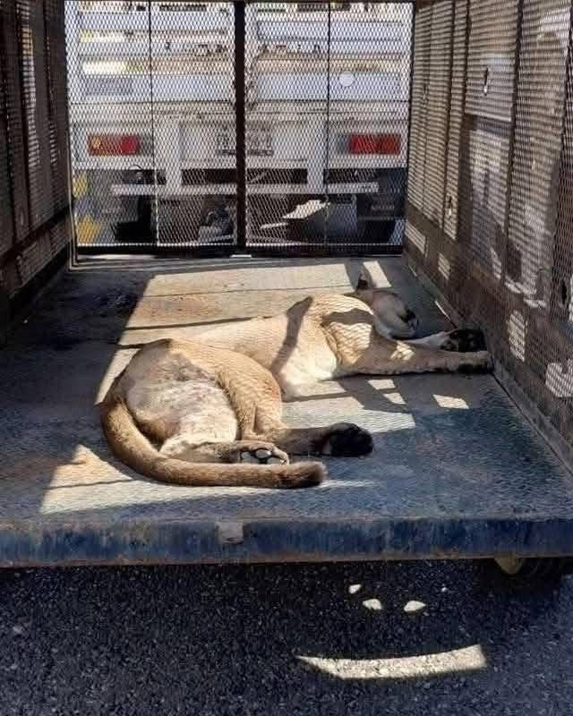narcoblogger's tweet photo. TRAILERO RESGUARDA A PUMA HERIDO EN COAHUILA: Un puma resultó lesionado tras un atropellamiento en la carretera federal 57, cerca del paraje La Muralla, en Castaños. Según reportes preliminares, el felino quedó sobre la vía mientras el vehículo involucrado continuó su trayecto. Un transportista detuvo su tráiler para protegerlo hasta la llegada de bomberos y especialistas, quienes lo estabilizaron y lo trasladaron para atención veterinaria.