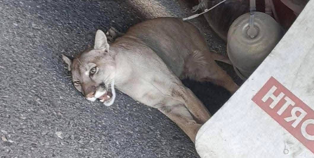 TRAILERO RESGUARDA A PUMA HERIDO EN COAHUILA: Un puma resultó lesionado tras un atropellamiento en la carretera federal 57, cerca del paraje La Muralla, en Castaños. Según reportes preliminares, el felino quedó sobre la vía mientras el vehículo involucrado continuó su trayecto.