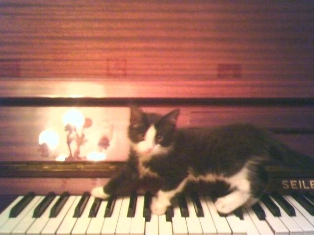 michi 🥞 tweet media