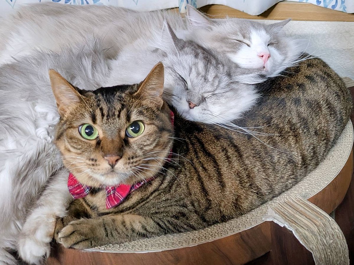 みしゅり tweet media