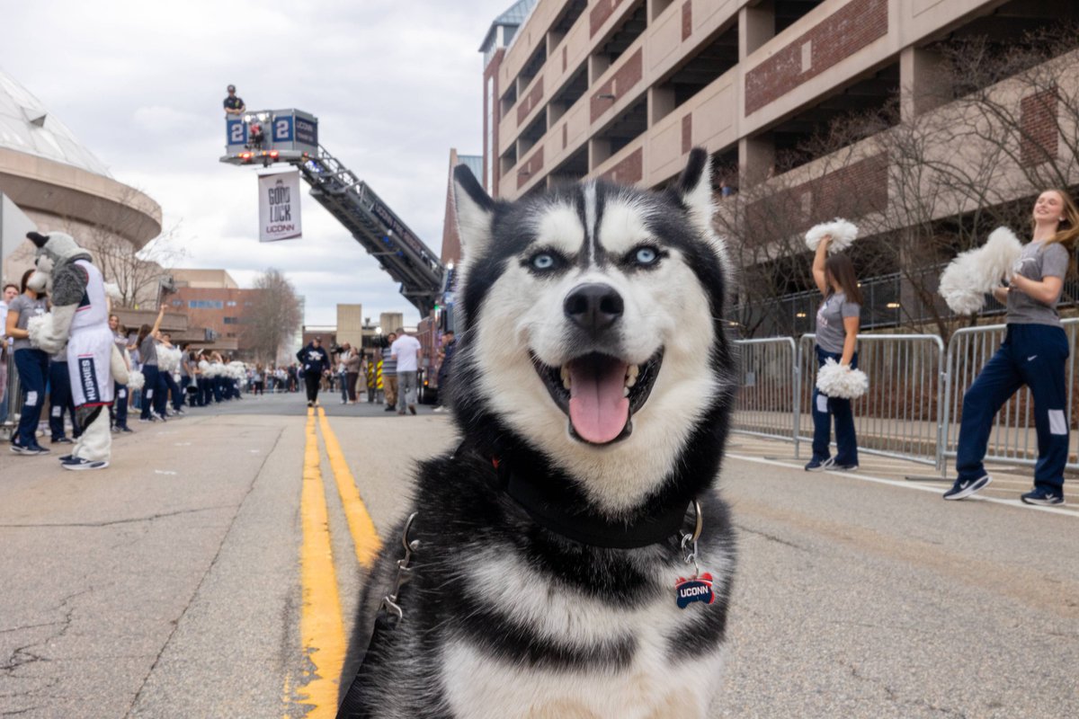 Jonathan the Husky tweet media