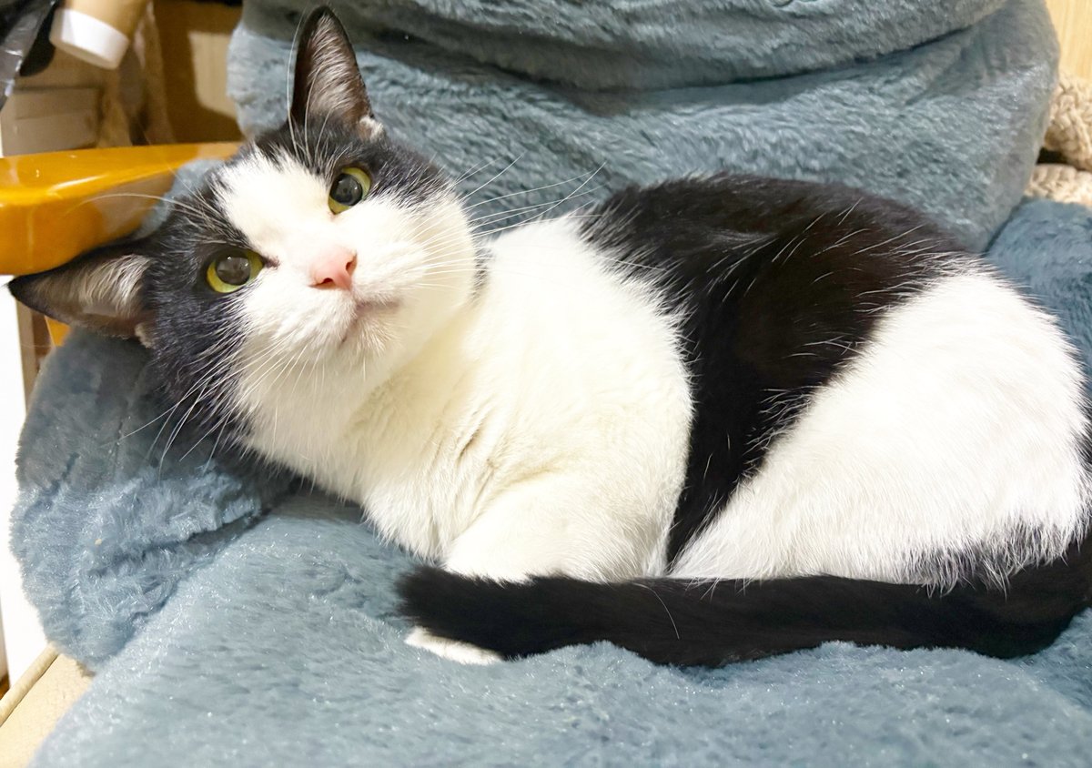 保護猫ベニとハク tweet media