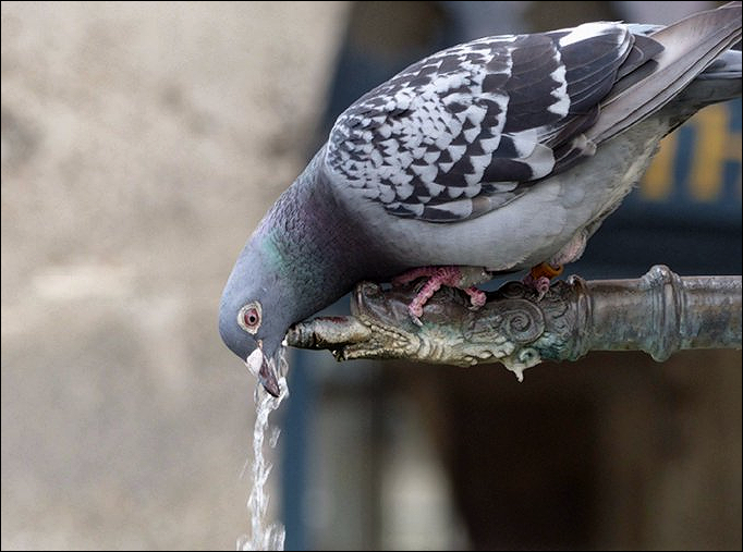 a_london_pigeon's tweet image. #pitstop_pigeon  
Thirsty racing pigeon at Rothenburg  
#Bavaria #Germany #leg_bracelet 
📷  Tom Sibbyson.