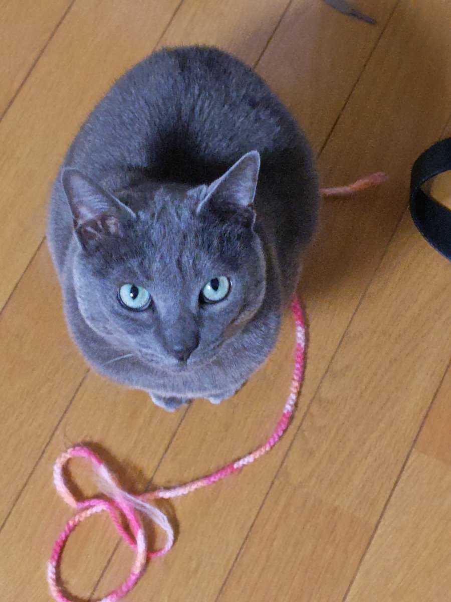 ᓚᘏᗢ蝦夷猫ᗢᘏᓗ tweet media