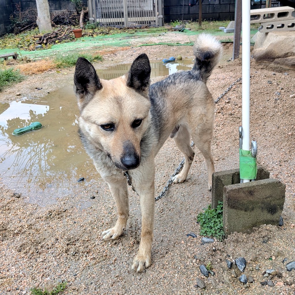 乳母車の弥七 tweet media