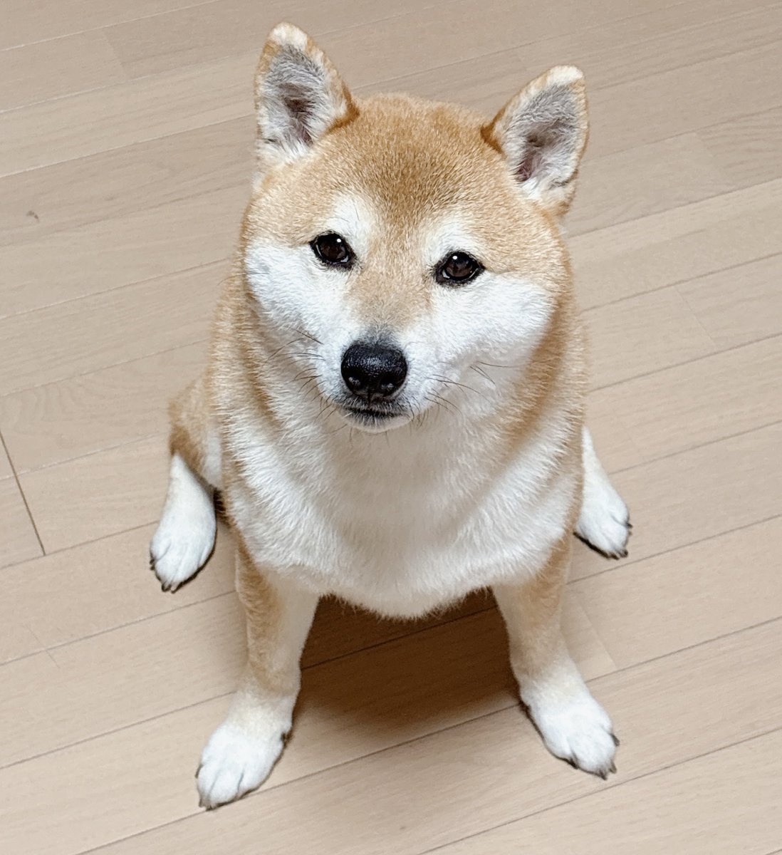 柴犬 つむ tweet media