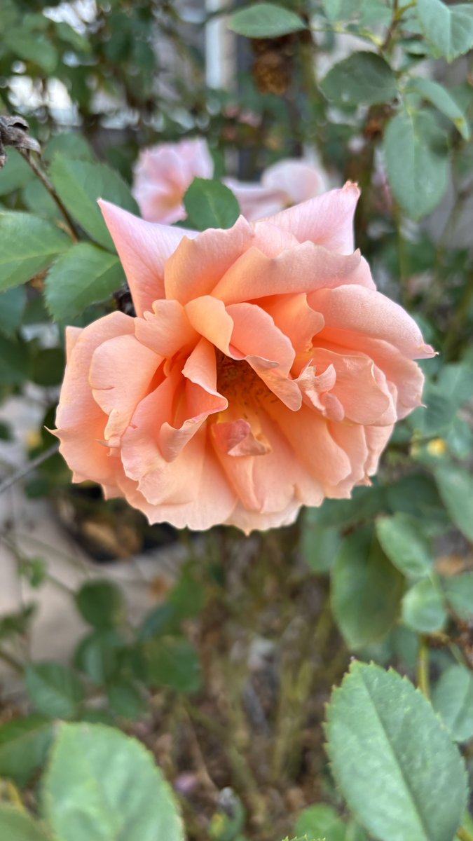 Christopher McQuade tweet media