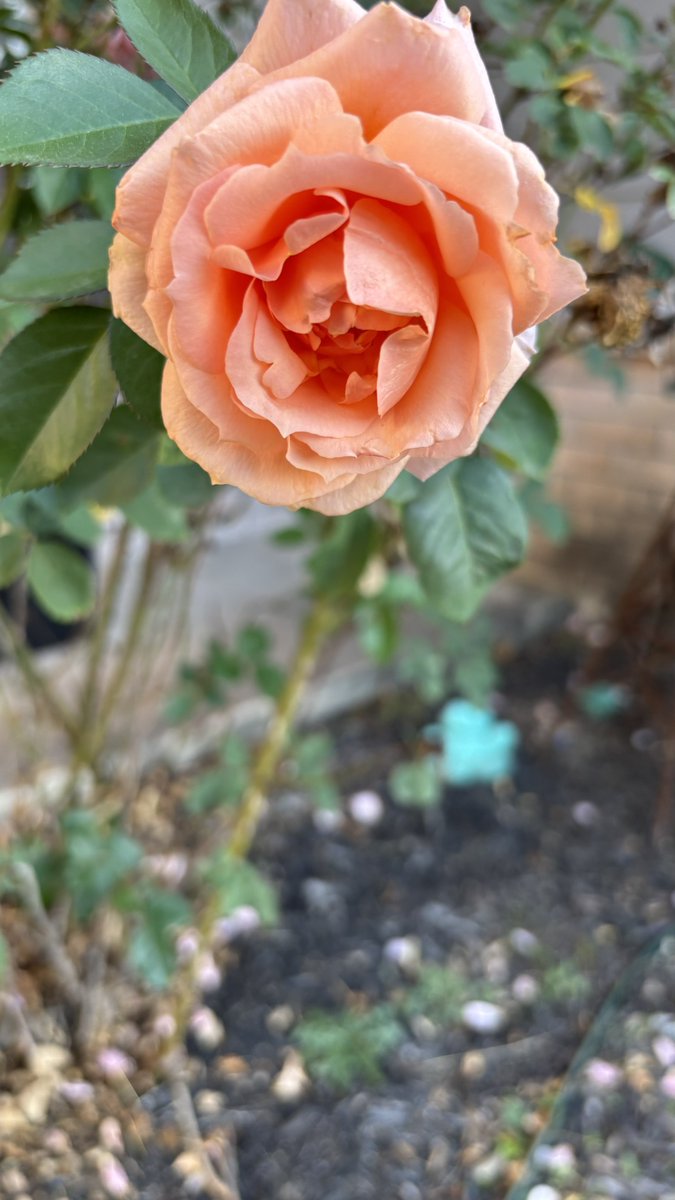 Christopher McQuade tweet media