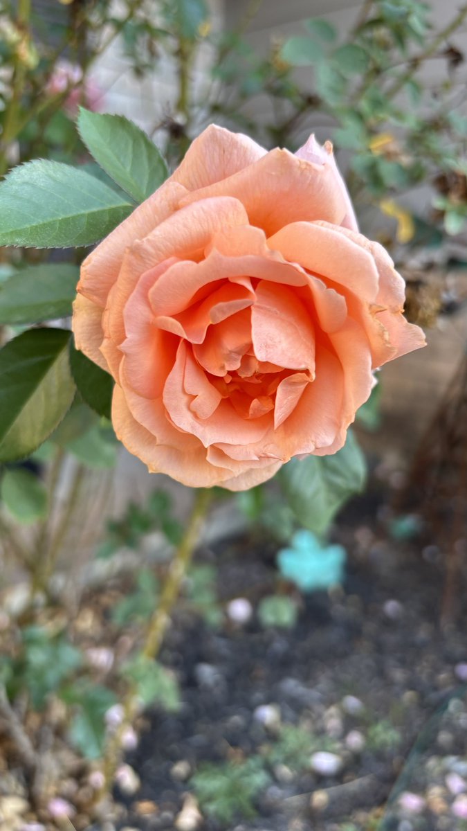 Christopher McQuade tweet media