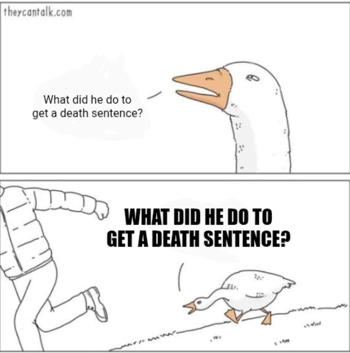 Mazamandias tweet media