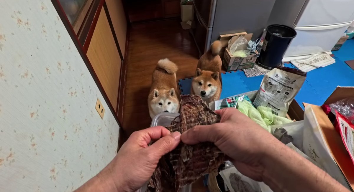 GMJpaCSCbuIDYDw's tweet image. みなさんに届けられているお散歩オヤツは、厳重な監視下の元、安全に詰め替えが行われています。
#dog #shiba #犬 #柴犬 #丸柴 #犬のいる生活 #柴犬がいる暮らし
くわしくはコチラから
youtu.be/N1uCijqXowk @YouTube