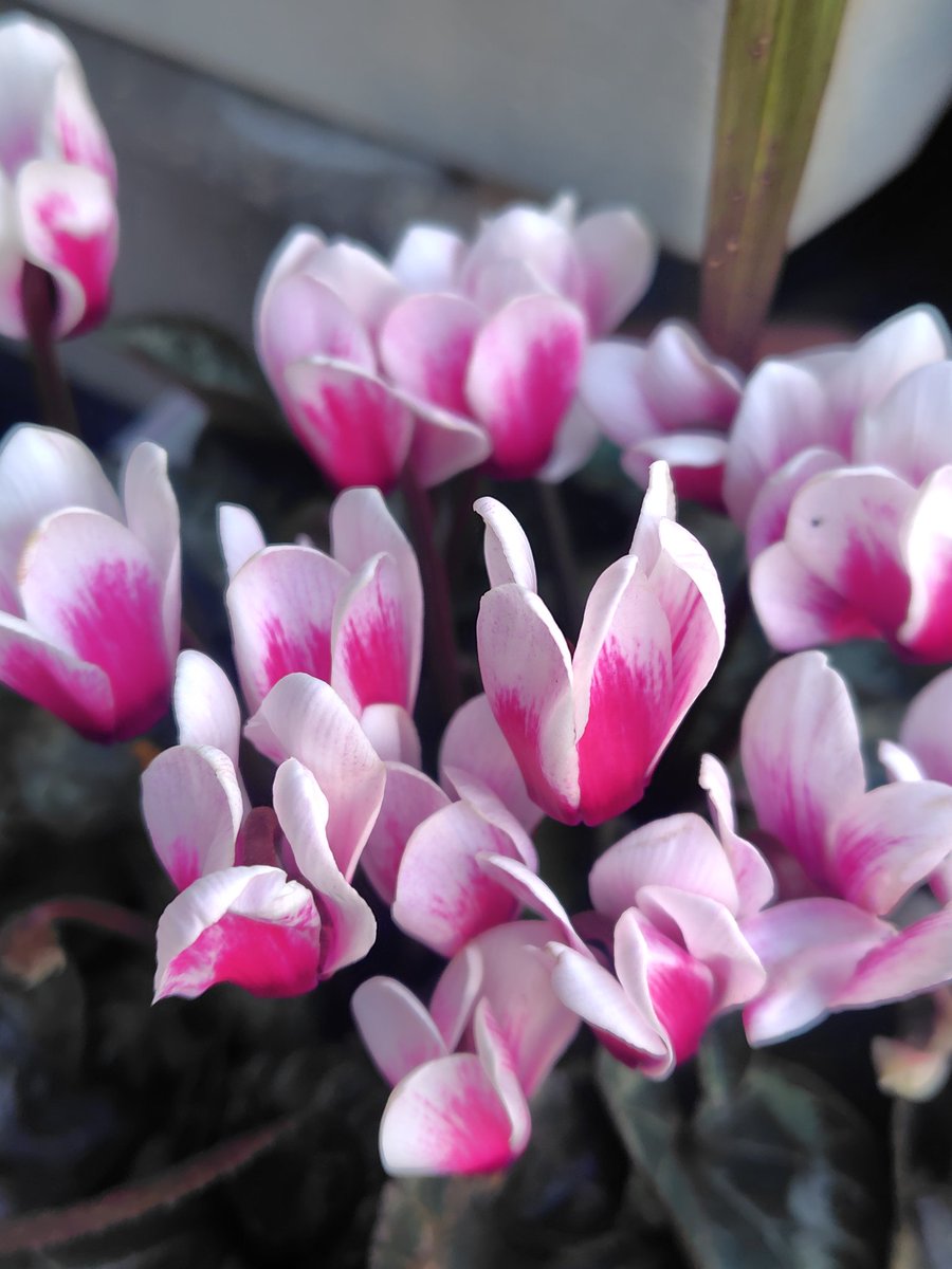 らんらん🌸 tweet media