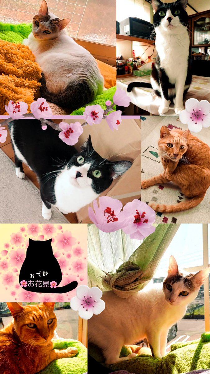 にゃんじろう tweet media