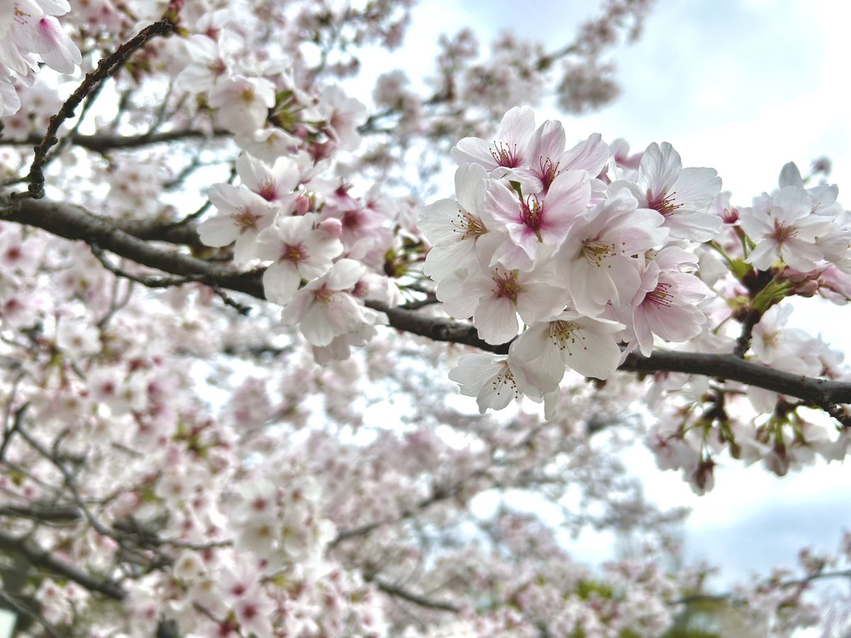 Sentimental Lion / SENtoROI tweet media