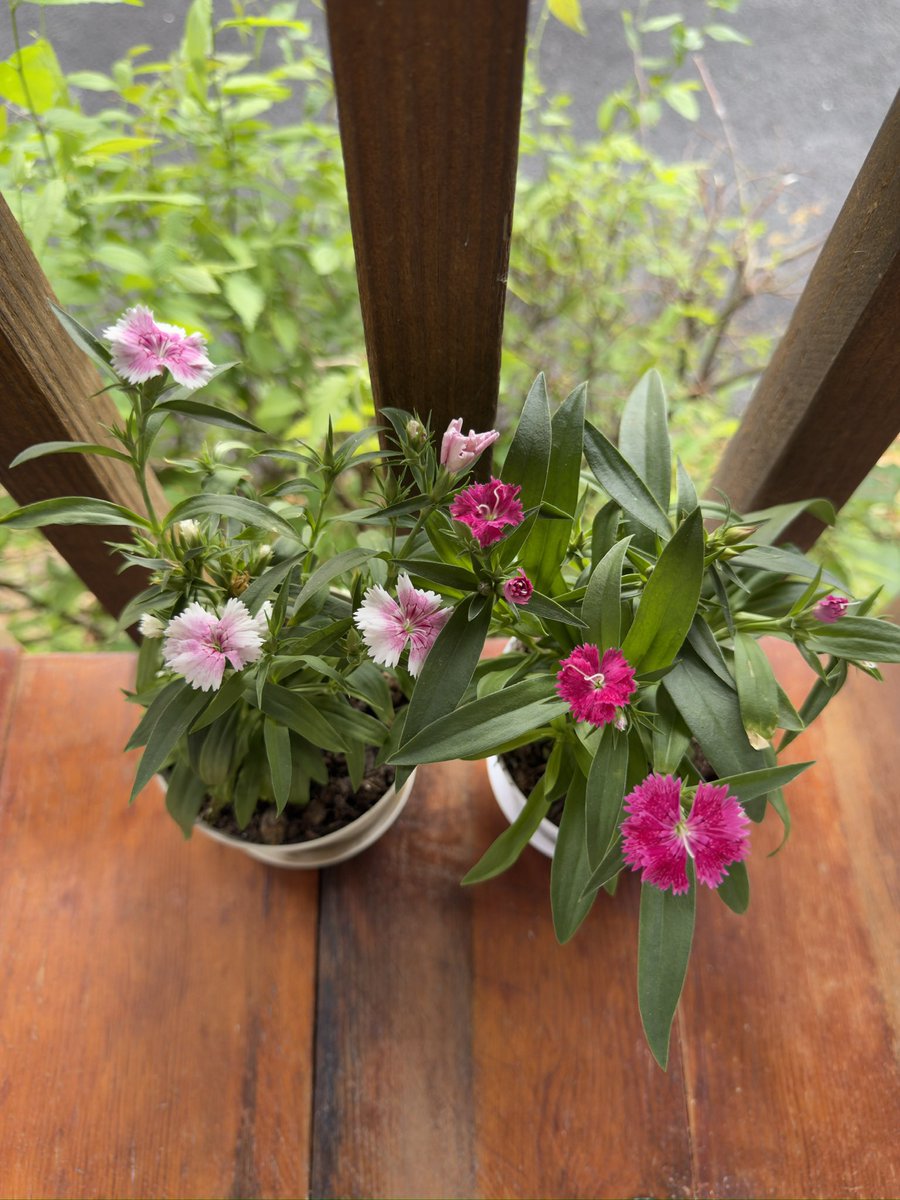 daintytrees's tweet photo. spring sprang sprung https://t.co/iwJDuF4wdd