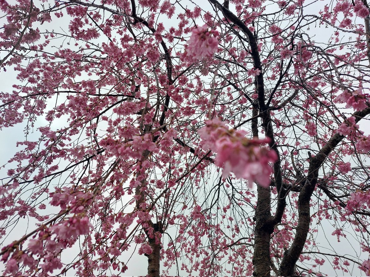 ぴょぽーん tweet media