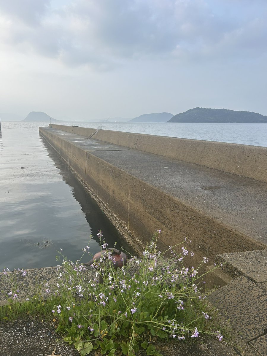 スン(釣りせんば)【離島生活】 tweet media