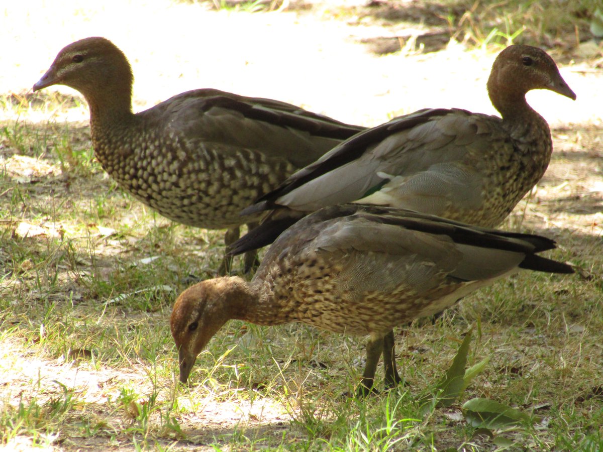 🇦🇺 Ant the Third 🦜🏎️ tweet media